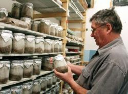 Hlivu, zdraviu najprospešnejšiu hubu, si každý môže dopestovať