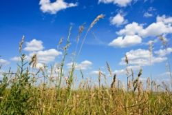 Na očkovanie proti klieštovej encefalitíde je ešte čas