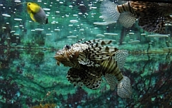 Infekcia získaná z povolania alebo hobby