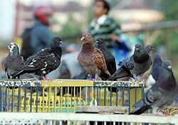 Indonézia má 55. ľudskú obeť vtáčej chrípky, chorobe podľahla 27-ročná žena