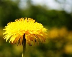 Púpava - zázračná burina