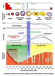 Pomôže Symptotermálna metóda pri neplodnosti?