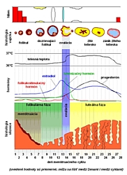 Pomôže Symptotermálna metóda pri neplodnosti?