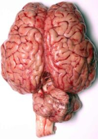 Mozog obsahuje viac ako 12 miliárd neurónov