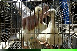 Na indonézskom ostrove Bali pozitívne otestovali na H5N1 300 uhynutých vtákov