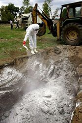 V Nedožeroch-Brezanoch sa obávajú zbytočnej likvidácie zdravej hydiny