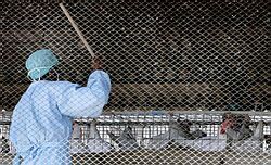 Indonézia: V Jakarte začali kvôli vtáčej chrípke likvidovať domácu hydinu