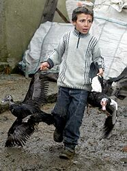 U troch detí v Turecku sa objavili príznaky vtáčej chrípky