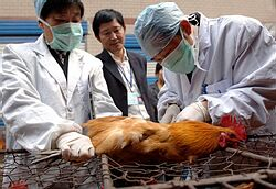 Vtáčej chrípke podľahla v Číne 20-ročná žena