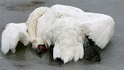Pri Štúrove našli dve uhynuté labute