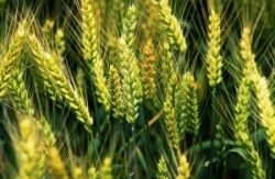 Selén a jeho význam vo výžive človeka