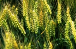 Selén a jeho význam vo výžive človeka