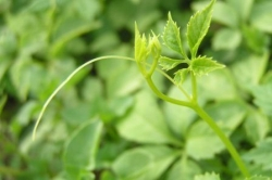 Ako svet objavil Bylinku nesmrteľnosti