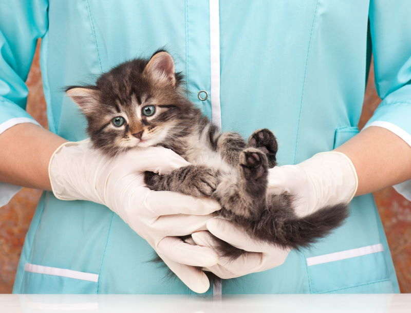 Svetový veterinárny deň