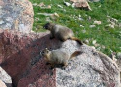 Svište ponúkajú kľúč k liečbe obezity