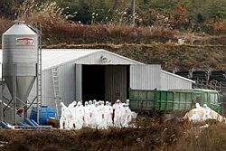 Japonsko potvrdilo vírus vtáčej chrípky H5N1 u uhynutých kurčiat