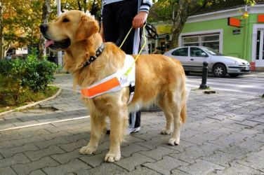 Svetový deň bezpečnosti a zdravia pri práci  a Svetový deň vodiacich psov - 28.apríl