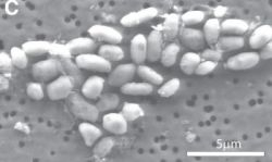 "Mimozemská" baktéria prežíva vďaka jedovatému polokovu