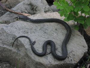 V Košiciach zaznamenali prvý tohtoročný prípad podozrenia na uštipnutie hadom