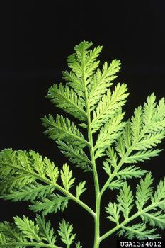 Na rakovinu zaberá zlúčenina z paliny s tlakovaným kyslíkom