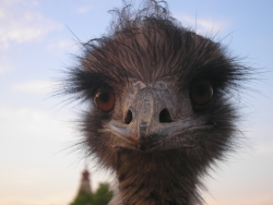 Emu olej – jeho priaznivé účinky a široké spektrum využitia