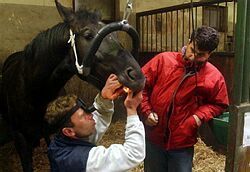 Aj kone potrebujú zubných lekárov