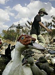 Vtáčia chrípka si v Indonézii vyžiadala 62. ľudský život