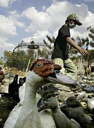 Vtáčia chrípka si v Indonézii vyžiadala 62. ľudský život