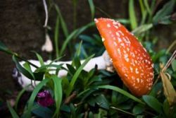 Pri otrave hubami sú rozhodujúce rýchlosť a čas