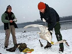 V Maďarsku vyšetrujú 11 osôb v súvislosti s vtáčou chrípkou