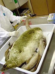 Plnenie opatrení proti vtáčej chrípke je v Košickom kraji zatiaľ bezproblémové