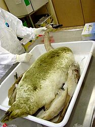 Plnenie opatrení proti vtáčej chrípke je v Košickom kraji zatiaľ bezproblémové