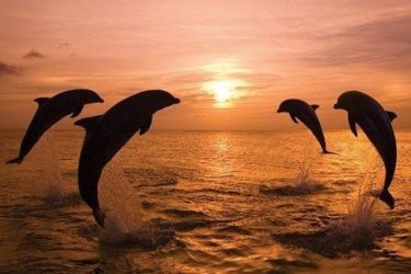 4. júl "​Medzinárodný deň proti chovu delfínov v zajatí"