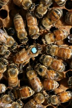 Včeliu kráľovnú robí inzulínová biochémia