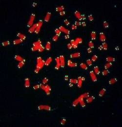 O ľudskú dlhovekosť sa stará hyperaktívny enzým