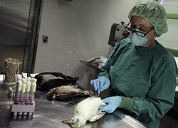 Veterinári skúmajú od piatku 226 vzoriek uhynutých vtákov