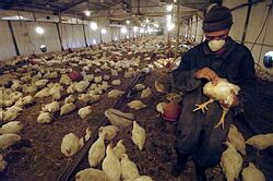 Švédsko potvdilo vírus H5 na vtáčej farme