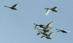 Hongkong: U mŕtveho divého vtáka potvrdili vírus H5N1