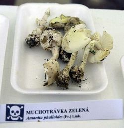 Smrteľne jedovatá muchotrávka zelená je údajne veľmi chutná